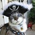 lil pirate ~